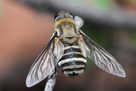 Bee-fly (Villa sp) (Villa sp)